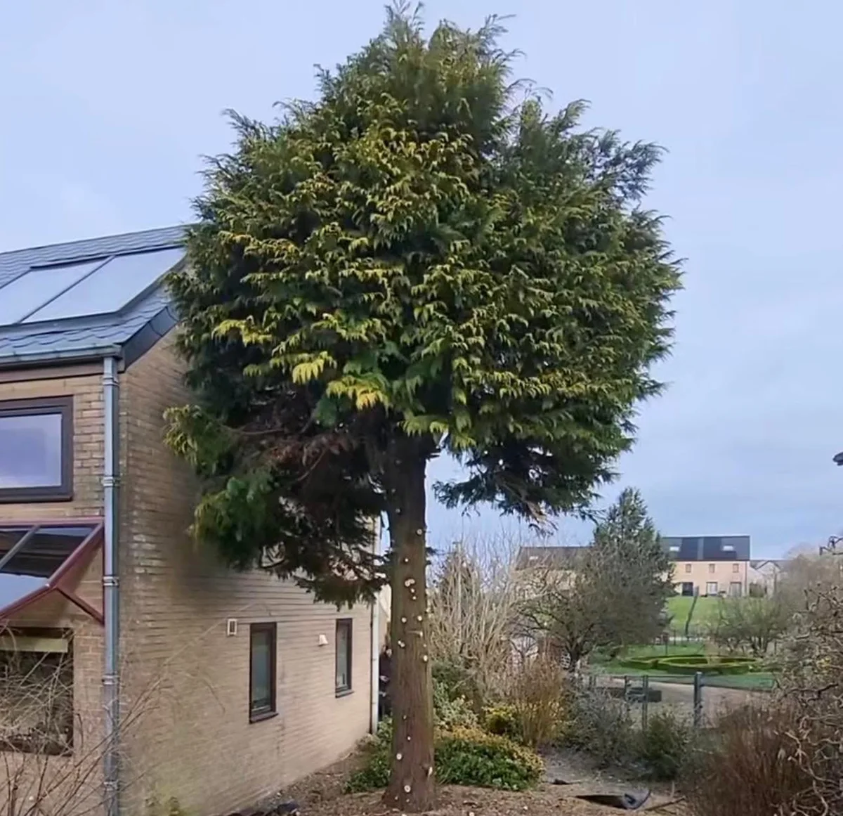 Tree work beside home