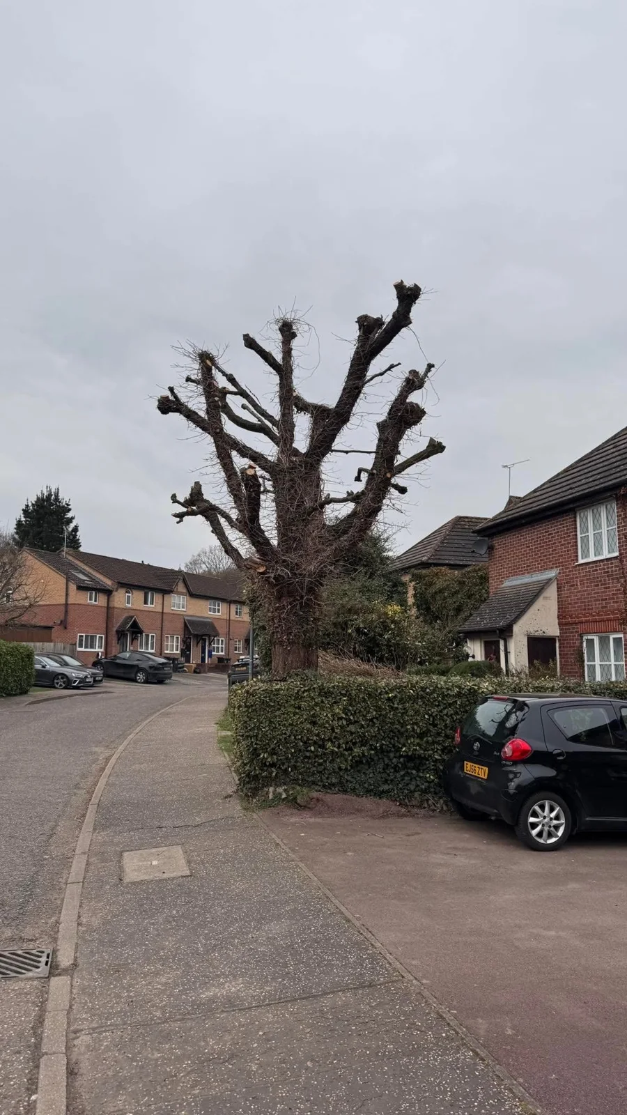 After — tree work