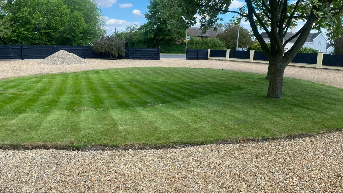 Striped lawn and mature tree in landscaped grounds